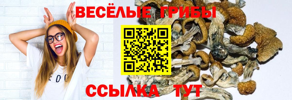 Галлюциногенные грибы Psilocybe Краснодар